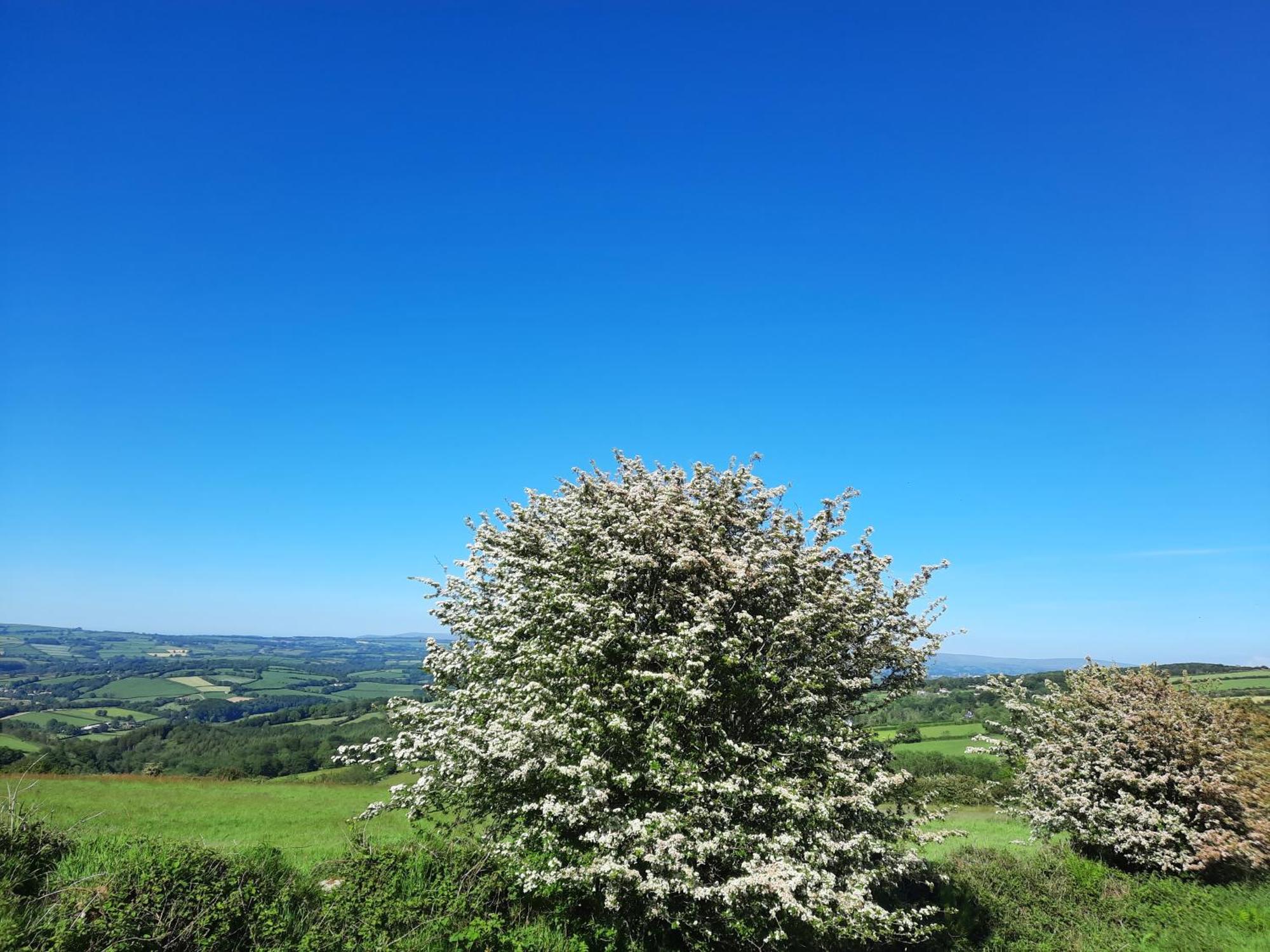 Summit Kit Hill Cornwall Panoramic Views Grass Pitch From 15pn Or Bella Bell Tent 75pn Campsite