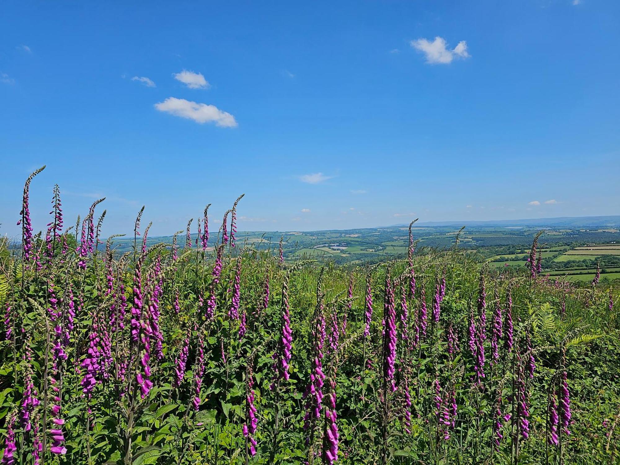 Summit Kit Hill Cornwall Panoramic Views Grass Pitch From 15pn Or Bella Bell Tent 75pn * Callington
